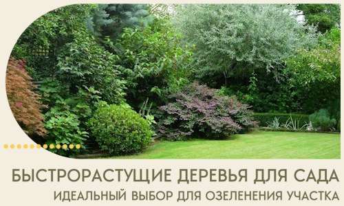 Быстрорастущие деревья для сада идеальный выбор в Владимире