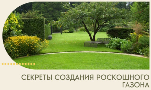 Секреты создания роскошного газона в Владимире